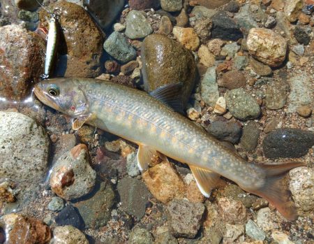 フライ名人とイワナの谷へ